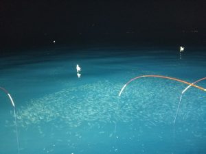 集魚灯で魚が集まっています